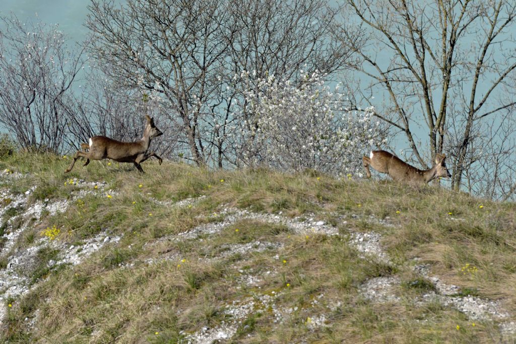 Caprioli sul fiume Tagliamento